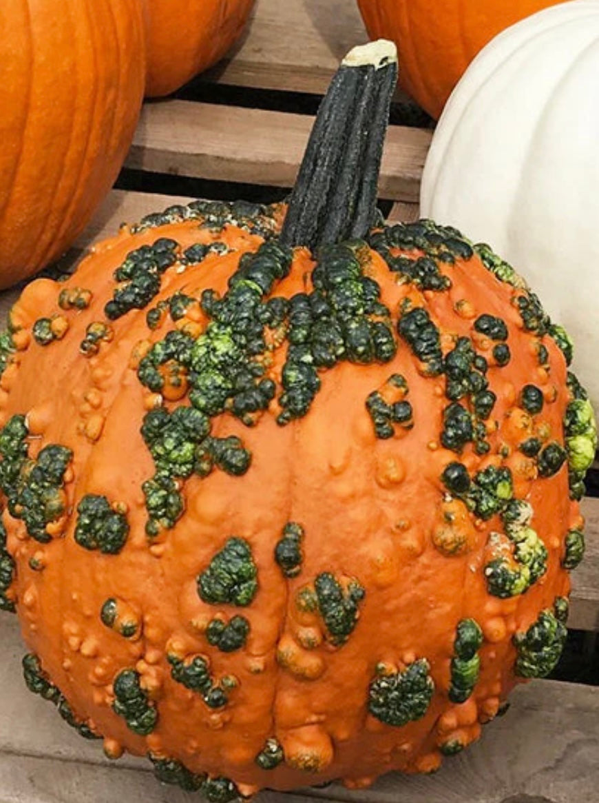 E. Assorted Pumpkin Drop