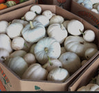 E. Assorted Pumpkin Drop