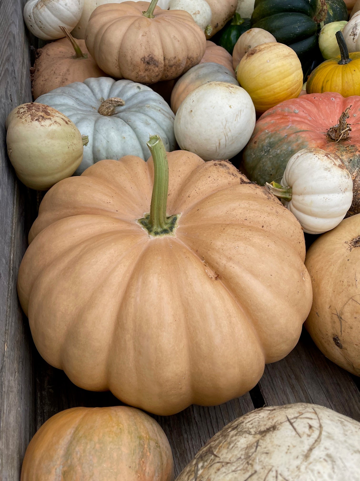 E. Assorted Pumpkin Drop